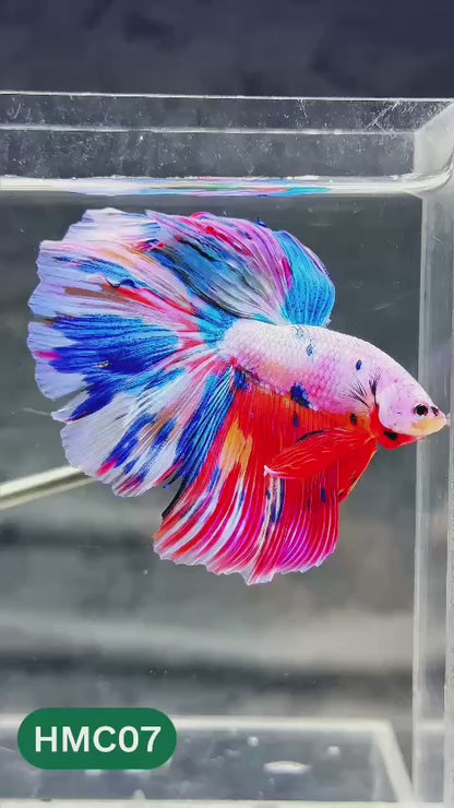 Multicolor Halfmoon Male Betta Fish | Order Directly From Farm | You Pick Fish