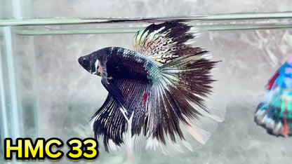 Multicolor Halfmoon Male Betta Fish | High Grade | Order Directly From Farm|  You Pick Fish |