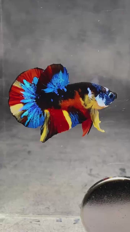 Multicolor Plakat Male Betta Fish |Show Grade|  You Pick Fish