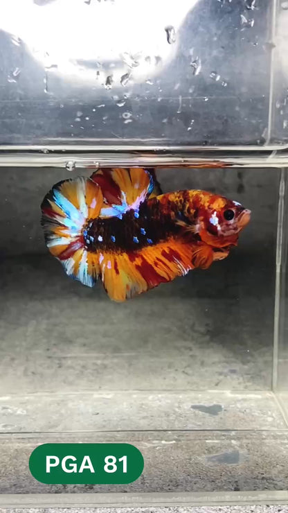 King Giant Plakat Male Betta Fish | You Pick Fish | High Grade