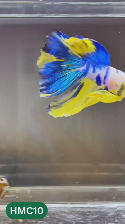Multicolor Halfmoon Male Betta Fish | High Grade | Order Directly From Farm |  You Pick Fish |