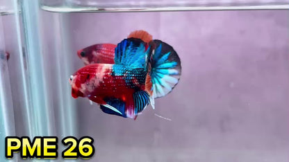 Metallic Plakat Betta Fish | You Pick Betta | Show Grade