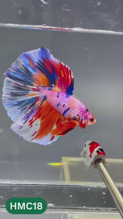 Multicolor Halfmoon Male Betta Fish | High Grade | Order Directly From Farm |  You Pick Fish |