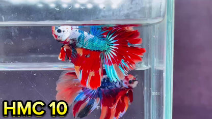 Multicolor Halfmoon Male Betta Fish | High Grade | Order Directly From Farm|  You Pick Fish |