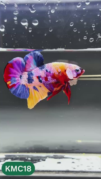 Multicolor Yellow Base Plakat Male Betta Fish | Order Directly From Farm |  You Pick Fish