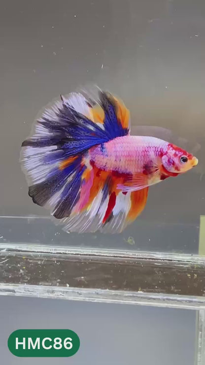 Multicolor Halfmoon Male Betta Fish | High Grade | Order Directly From Farm |  You Pick Fish |