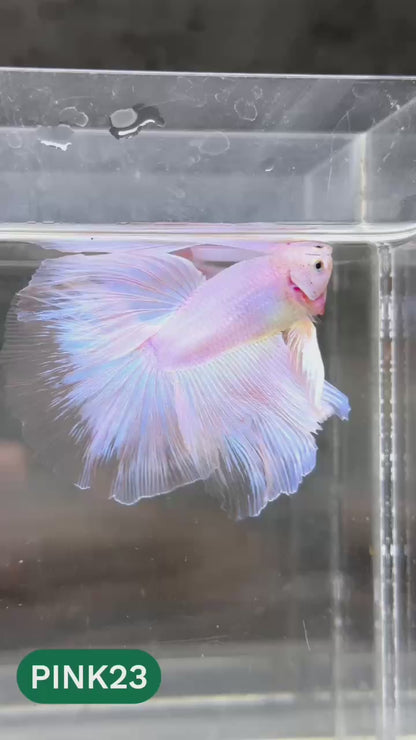 Pink Halfmoon Male Betta Fish | You Pick Fish | Order Directly From Farm