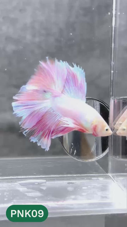 Pink Halfmoon Male Betta Fish | You Pick Fish | Order Directly From Farm