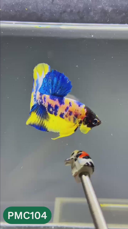 Multicolor Plakat Male Betta Fish |Show Grade|  You Pick Fish