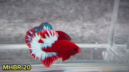 Hellboy Plakat Male Betta Fish | Order Directly From Farm | You Pick Fish