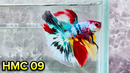 Multicolor Halfmoon Male Betta Fish | High Grade | Order Directly From Farm|  You Pick Fish |