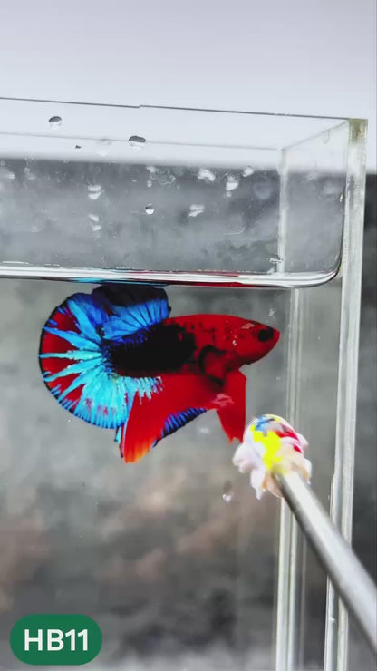 Hellboy Plakat Male Betta Fish | Order Directly From Farm | You Pick Fish