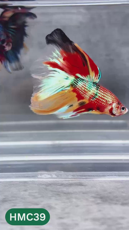 Multicolor Halfmoon Male Betta Fish | High Grade | Order Directly From Farm |  You Pick Fish |