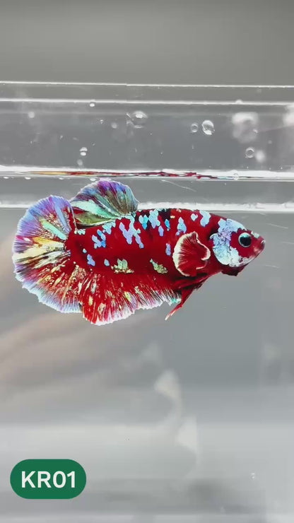 Golden Star Dust Galaxy Plakat Male Betta Fish | Super Rare | You Pick Fish