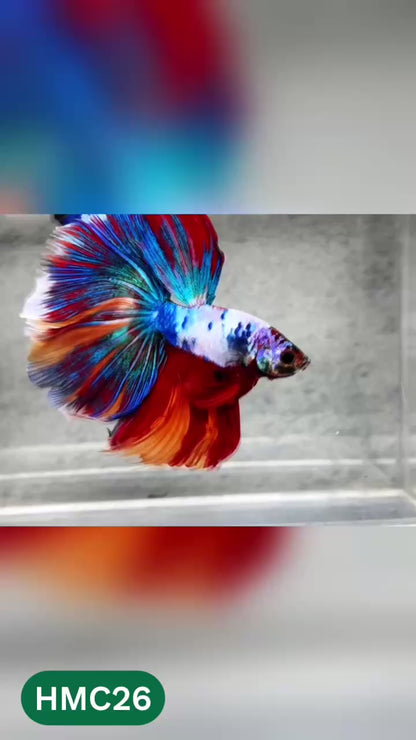 Multicolor Halfmoon Male Betta Fish | High Grade | Order Directly From Farm |  You Pick Fish |