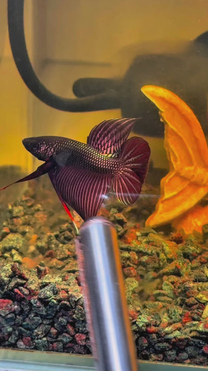 Wild Smaragdina Copper Male Betta Fish