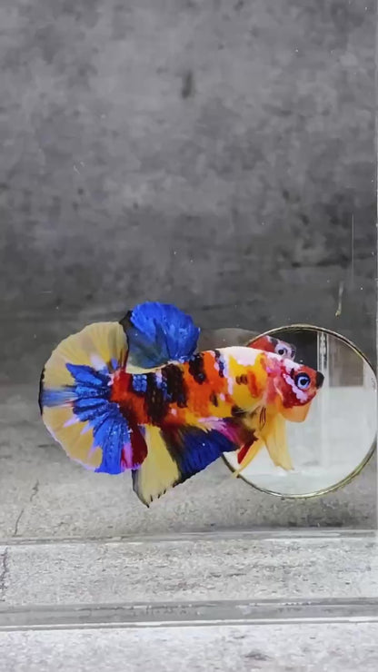 Multicolor Plakat Male Betta Fish |Show Grade|  You Pick Fish