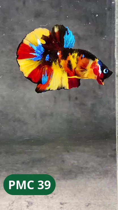 Multicolor Plakat Male Betta Fish |Show Grade|  You Pick Fish