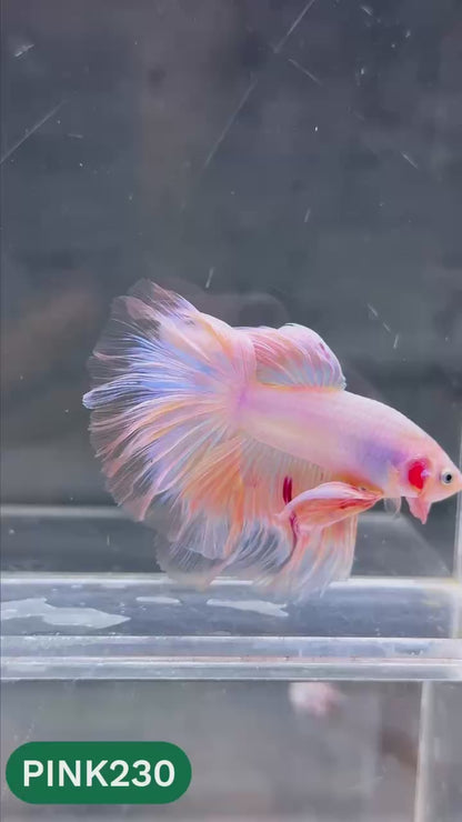 Pink Halfmoon Male Betta Fish | You Pick Fish | Order Directly From Farm