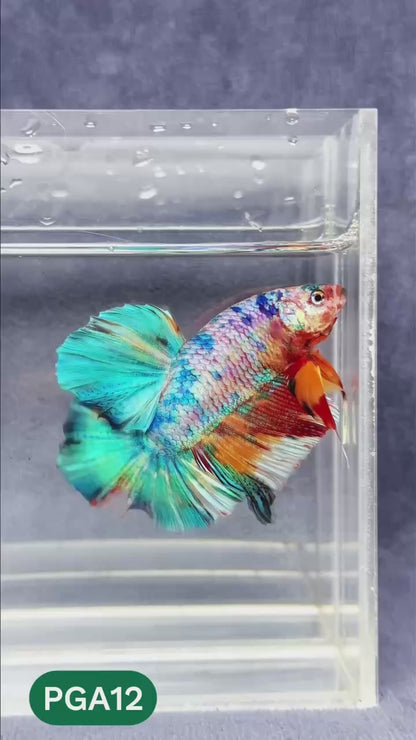 King Giant Plakat Male Betta Fish | You Pick Fish | High Grade