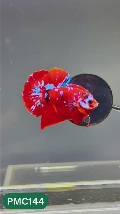 Multicolor Plakat Male Betta Fish |Show Grade|  You Pick Fish