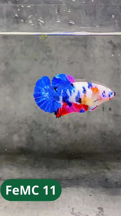 Multicolor Female Betta Fish | You Pick Fish | High Grade