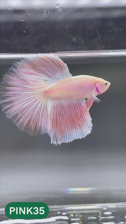 Pink Halfmoon Male Betta Fish | You Pick Fish | Order Directly From Farm