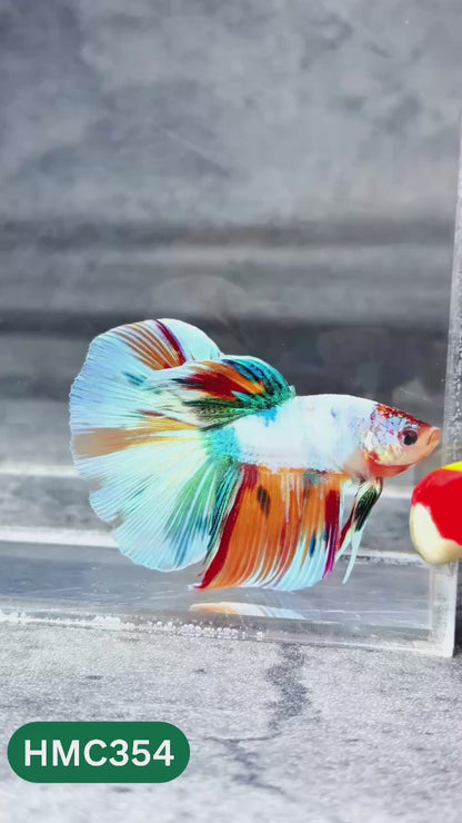 Multicolor Halfmoon Male Betta Fish | High Grade | Order Directly From Farm |  You Pick Fish |