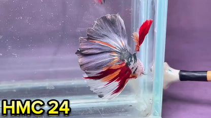 Multicolor Halfmoon Male Betta Fish | High Grade | Order Directly From Farm|  You Pick Fish |