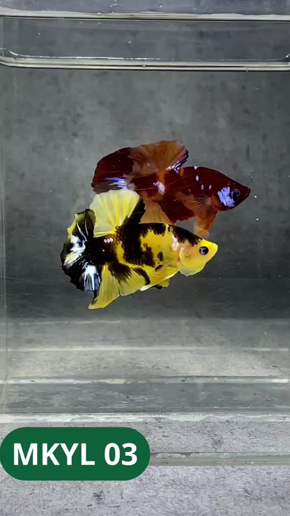 Koi Yellow Plakat Male Betta Fish | Show Grade | You Pick Fish