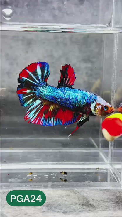 King Giant Plakat Male Betta Fish | You Pick Fish | High Grade