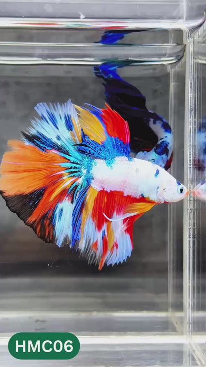 Multicolor Halfmoon Male Betta Fish | High Grade | Order Directly From Farm |  You Pick Fish |
