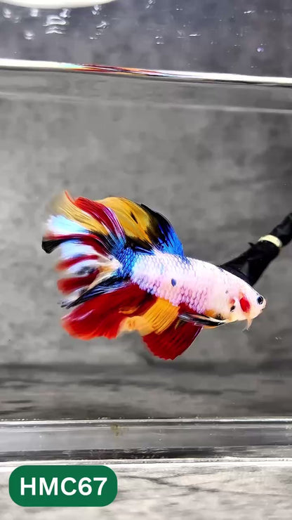 Multicolor Halfmoon Male Betta Fish | Order Directly From Farm | You Pick Fish