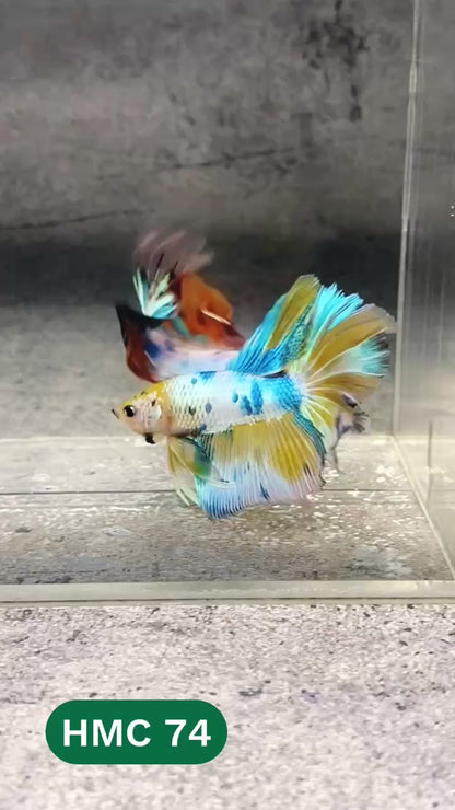 Multicolor Halfmoon Male Betta Fish | High Grade | Order Directly From Farm |  You Pick Fish |