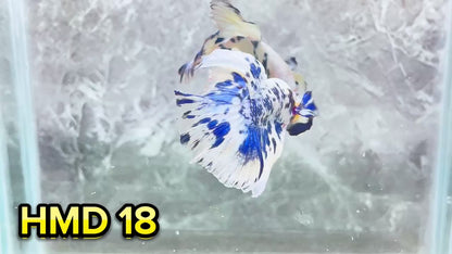 Blue Marble Dot Halfmoon Male Betta Fish | Order Directly From Farm | You Pick Fish