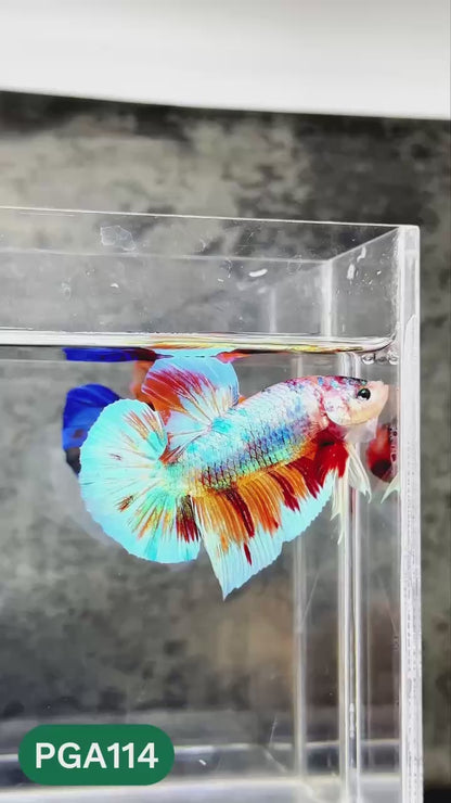 King Giant Plakat Male Betta Fish | You Pick Fish | High Grade