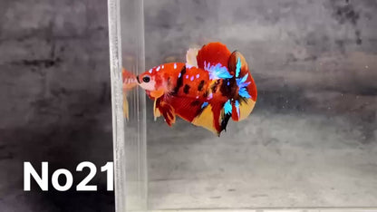 Multicolor Plakat Male Betta Fish |Show Grade|  You Pick Fish