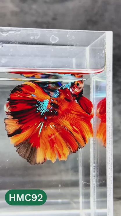 Nemo Halfmoon Male Betta Fish | Order Directly From Farm | You Pick Fish