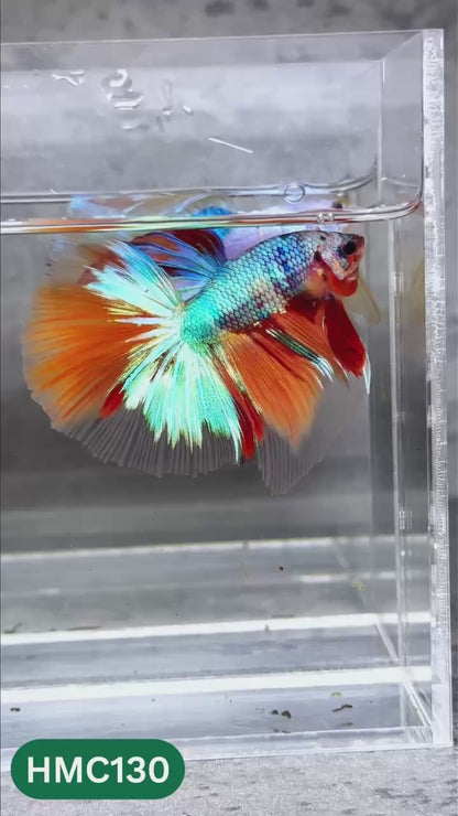 Multicolor Halfmoon Male Betta Fish | High Grade | Order Directly From Farm |  You Pick Fish |