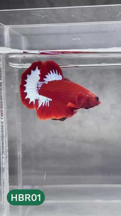 Hellboy Plakat Male Betta Fish | Order Directly From Farm | You Pick Fish