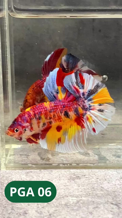 King Giant Plakat Male Betta Fish | You Pick Fish | High Grade
