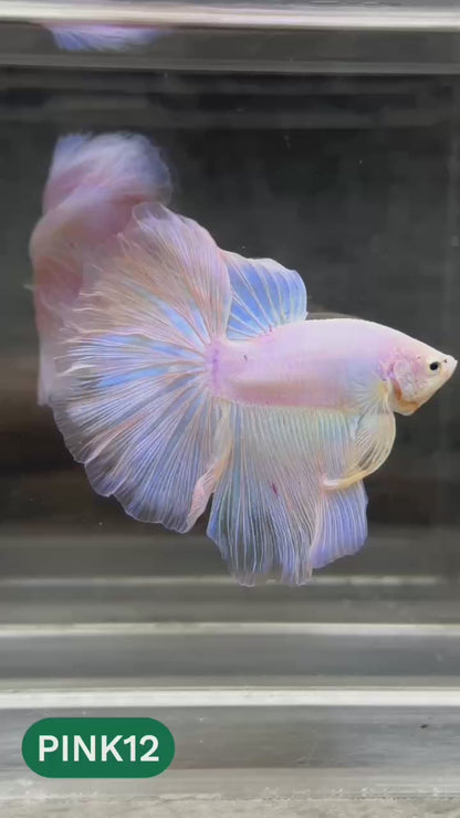 Pink Halfmoon Male Betta Fish | You Pick Fish | Order Directly From Farm