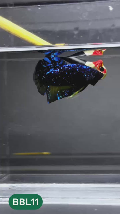 Black Star Nebula Plakat Male Betta | You Pick Betta | High Grade