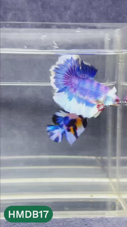 Dumbo Koi Nemo Halfmoon Male Betta | You Pick Fish