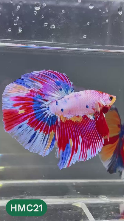 Multicolor Halfmoon Male Betta Fish | High Grade | Order Directly From Farm |  You Pick Fish |
