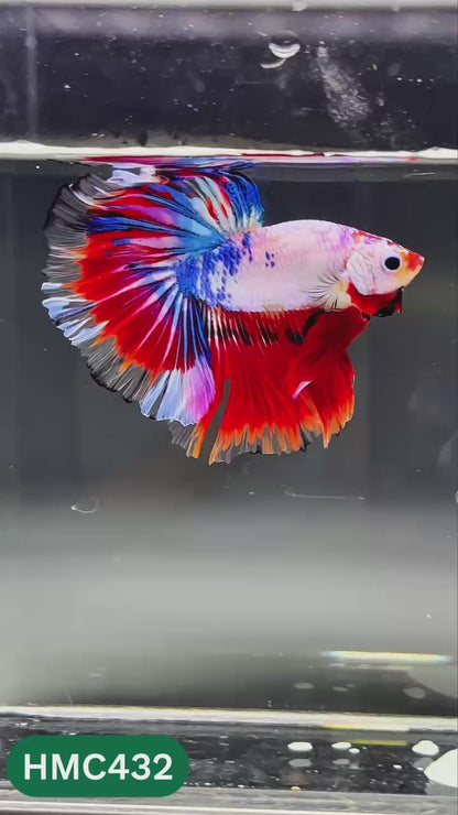 Nemo Halfmoon Male Betta Fish | Order Directly From Farm | You Pick Fish
