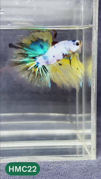 Multicolor Halfmoon Male Betta Fish | Order Directly From Farm | You Pick Fish