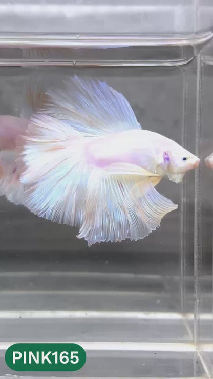 Pink Halfmoon Male Betta Fish | You Pick Fish | Order Directly From Farm