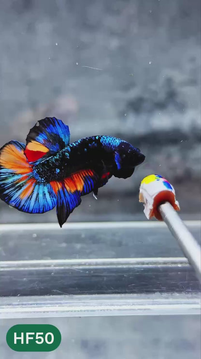 Dark Flame Hellfire Plakat Male Betta Fish | You Pick Fish | Exotic Betta