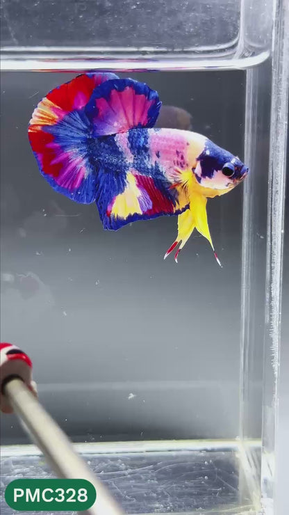Multicolor Plakat Male Betta Fish | Show Grade |  You Pick Fish